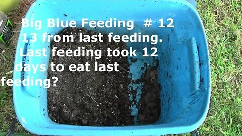 big blue feeding # 12 July 20 2022 day 135