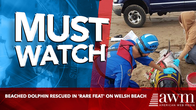 Beached dolphin rescued in 'rare feat' on Welsh beach