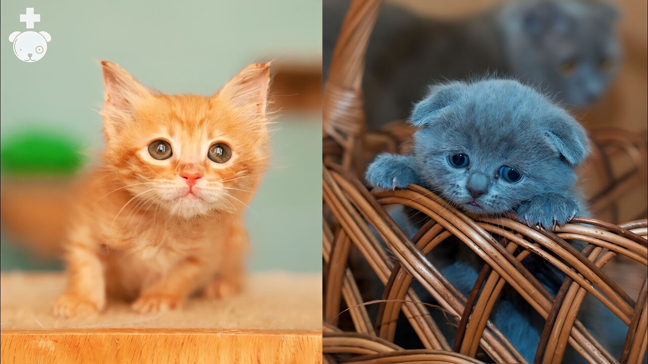 Cute cat's funny videos 😂 . #funny #catsfunny #cutecats .