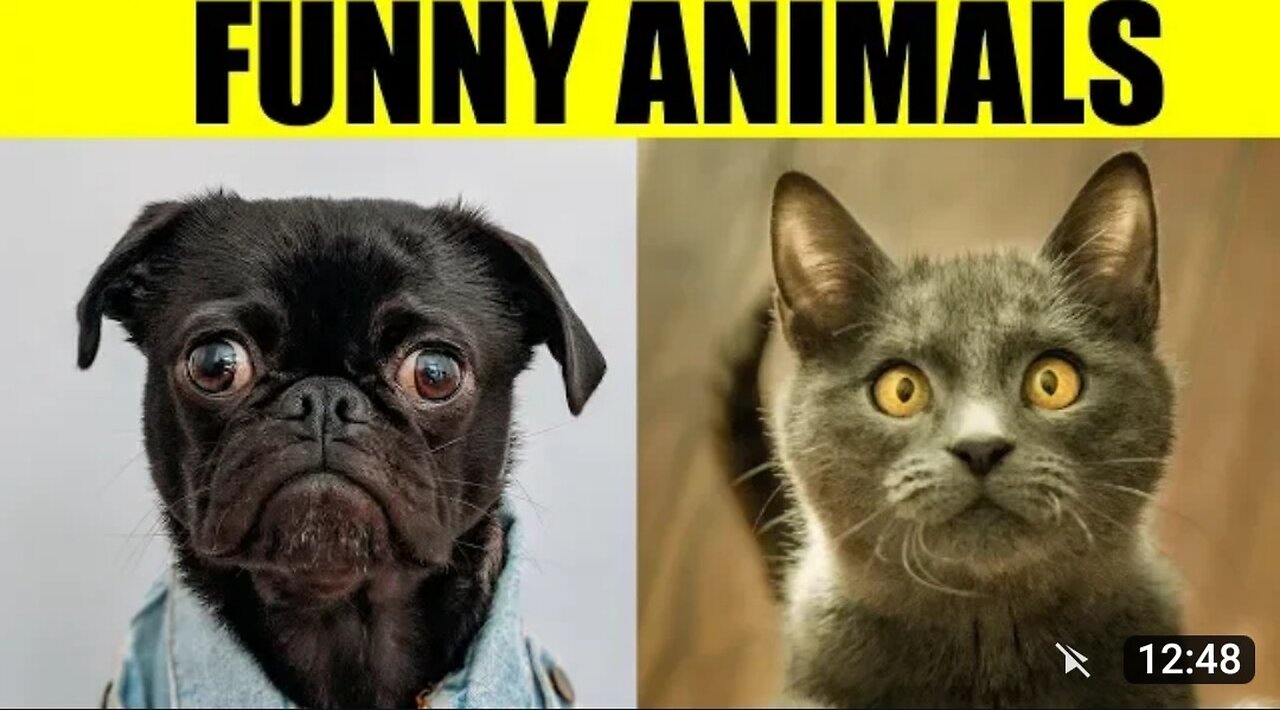 Hilarious Harmony: The Playful Interlude of Dog, Cat, and Human