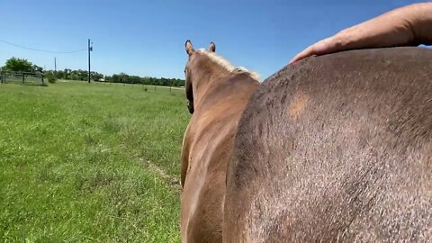 This Was First Day Buddy Was Separated From The Neighbor's Mare (Belle)