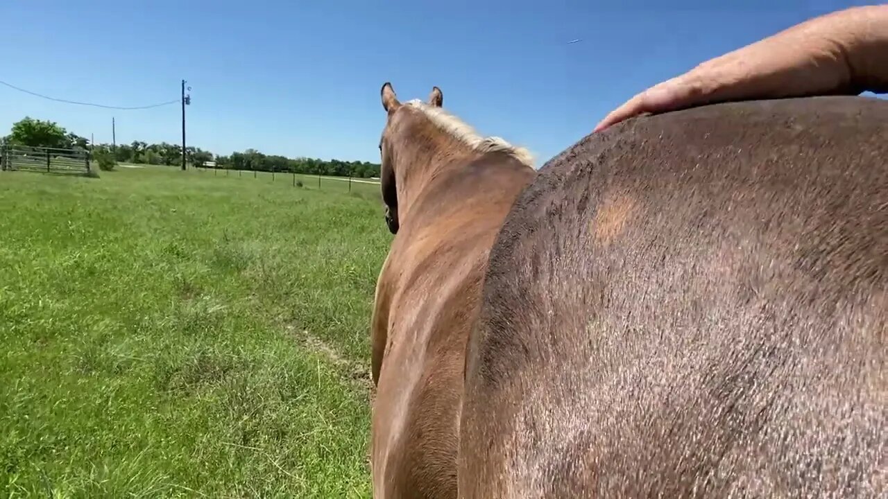 This Was First Day Buddy Was Separated From The Neighbor's Mare (Belle)