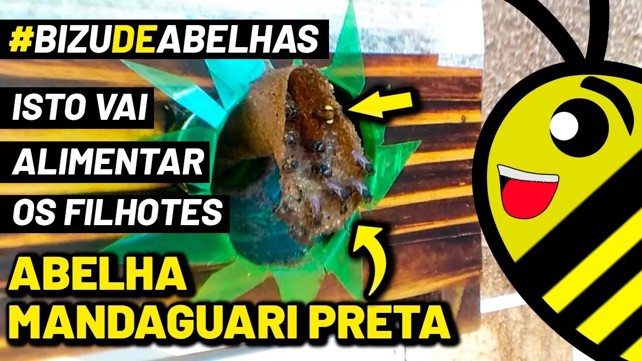 Abelha Mandaguari preta trazendo pólen - Scaptotrigona postica #shorts