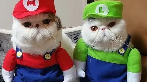 Cats Falls Compilation - Super Mario Bros Style