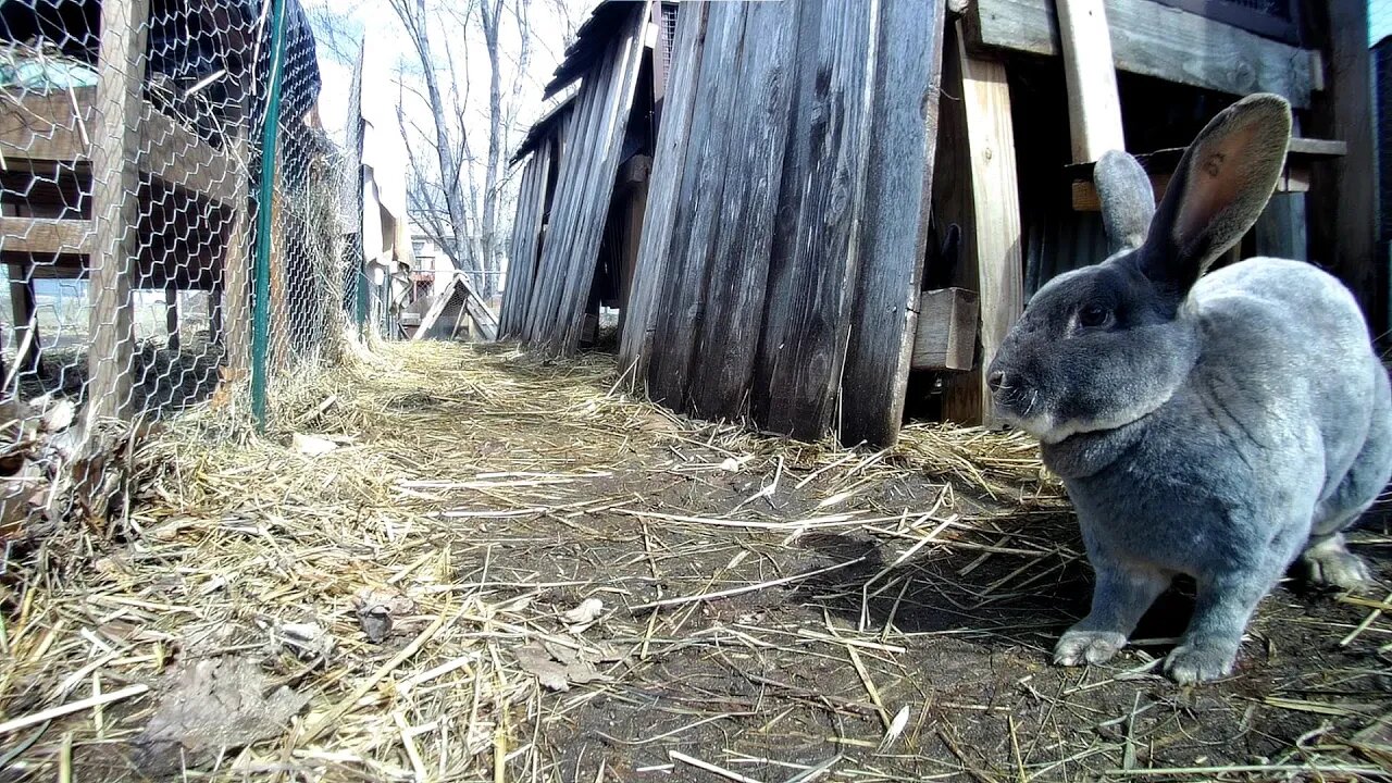 A nice day in the with the boys in the Rabbit run