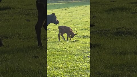 New baby has arrived at 3-Times Ranch! #cattle #cow #cattlefarm #cattleranch
