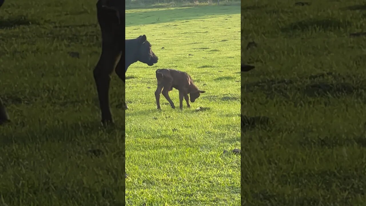 New baby has arrived at 3-Times Ranch! #cattle #cow #cattlefarm #cattleranch