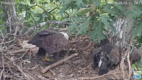 Hays Eagles Mom uses Beak shovel while H12 watches 2020 06 15 1122am