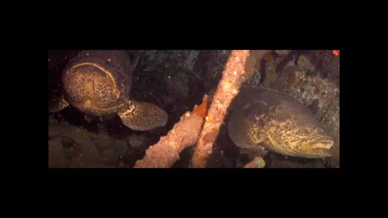 Giant Goliath Groupers on the Budweiser Bar Wreck Dec 15, 2020