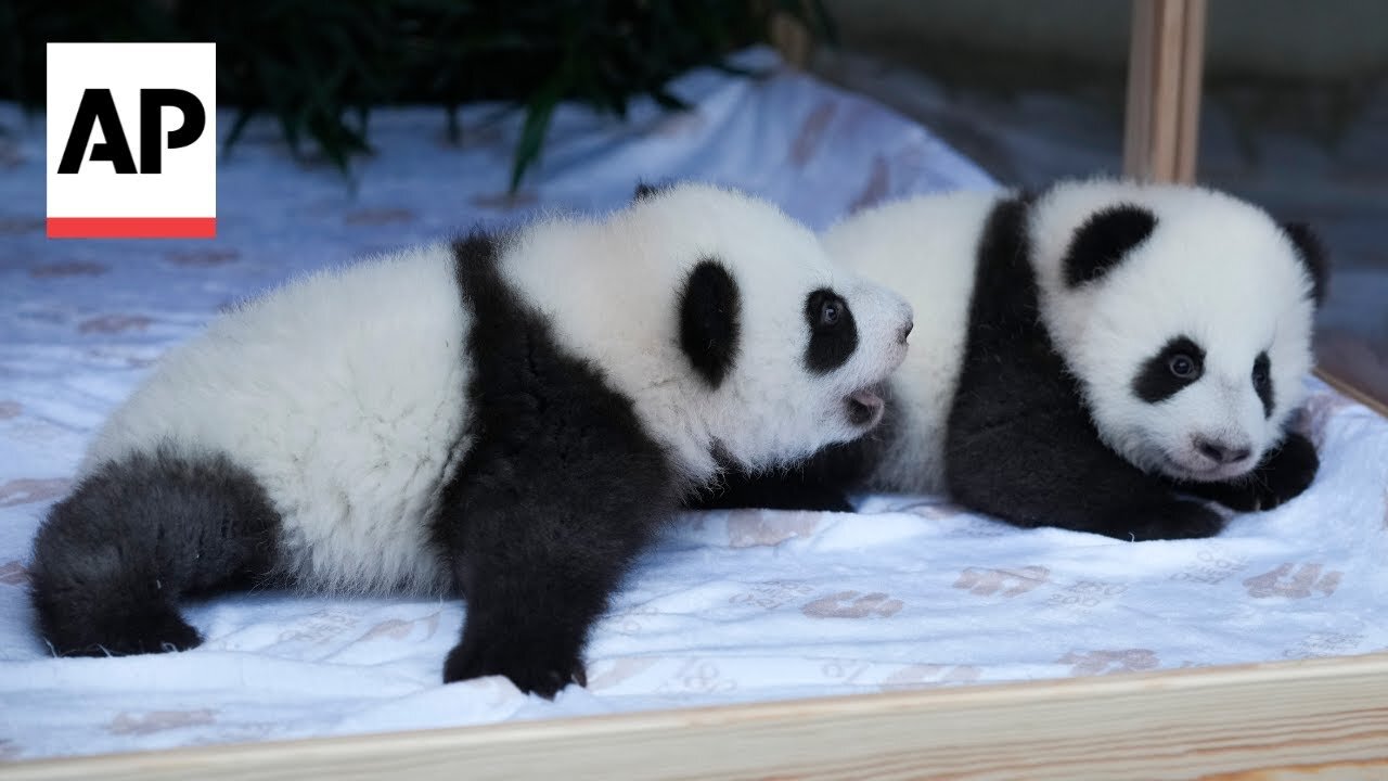 Names of Germany's newly born panda twins revealed to the public at Berlin zoo