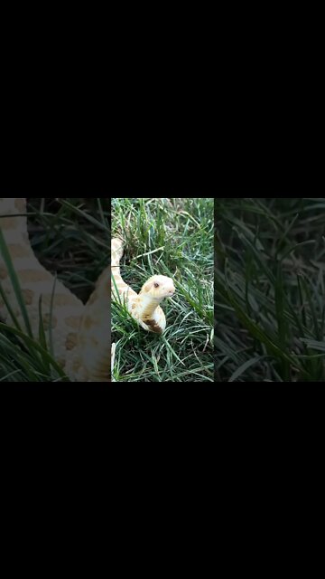 Arctic Toffeebelly Hognose Snake Outside~ (A Western Hognose Short) #westernhognose #cutesnake