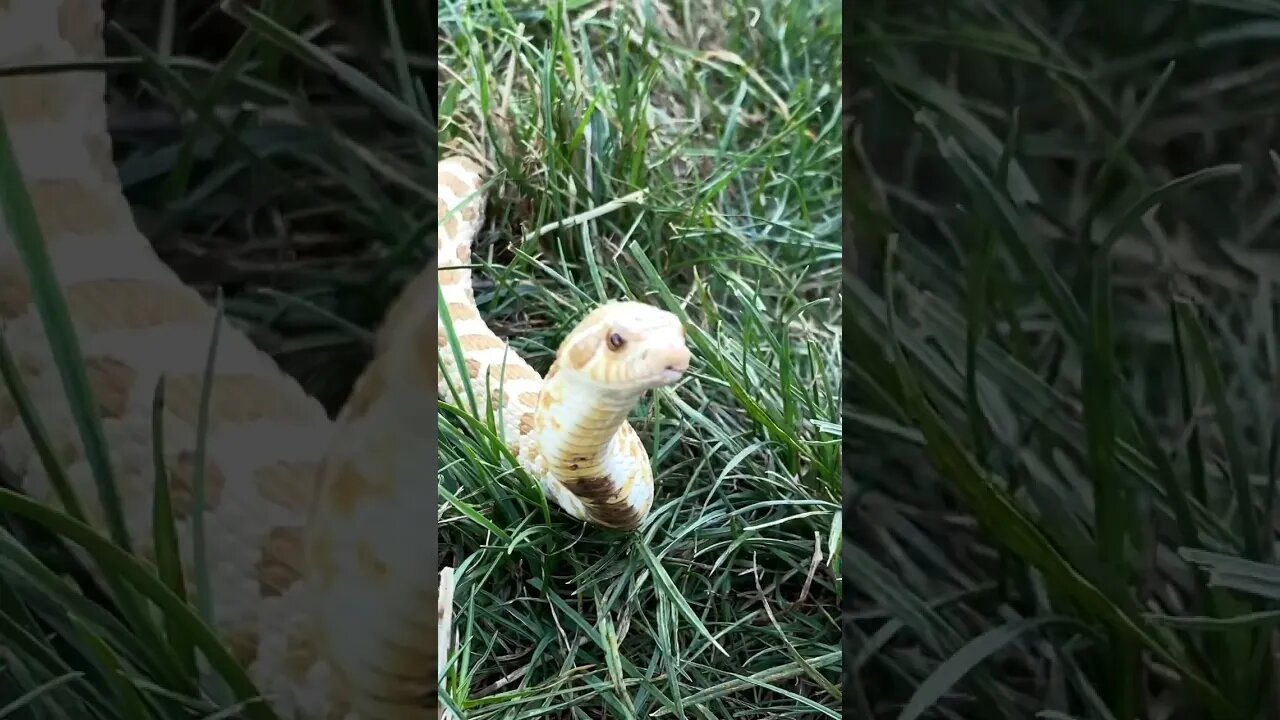 Arctic Toffeebelly Hognose Snake Outside~ (A Western Hognose Short) #westernhognose #cutesnake