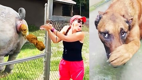 Funny Dog And Cat 😍🐶😻 Funniest Animals
