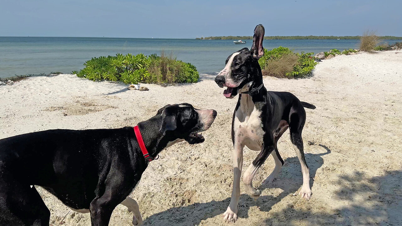 Happy Great Dane Twins Love To Run Beach Zoomies