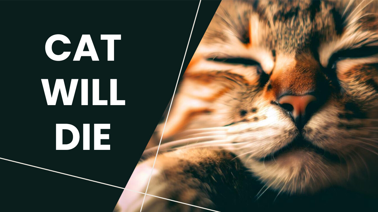 Your Cat Will Die | 10 Critical Signs that Indicate Your Cat is is going to Die