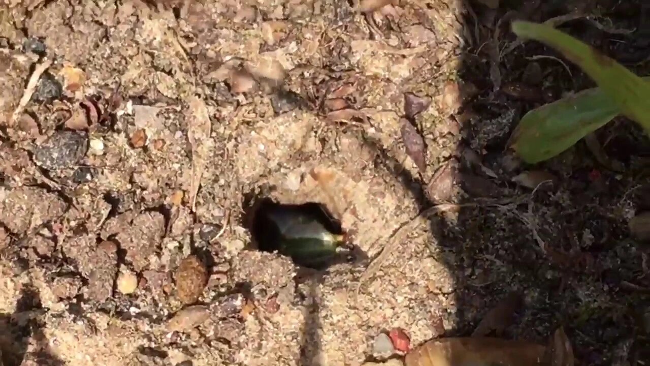 Ground wasp pulls horned worm into its hole