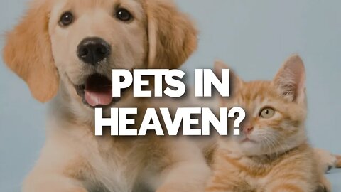 Will we see our pets in Heaven?