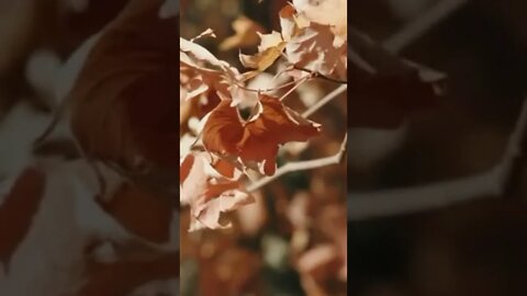 Royalty-free stock video footage