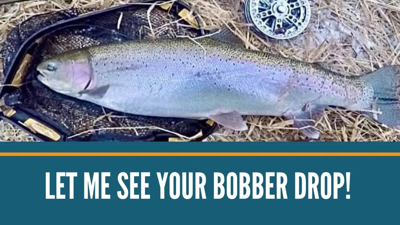 Let Me See Your Bobber Drop! Steelhead Bobber Downs!!! Winter Steelhead Fishing/Trout Fishing Videos