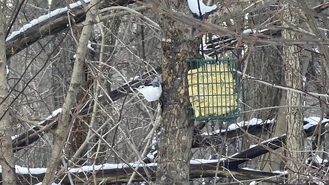 Nuthatch enjoying some treats I left for them