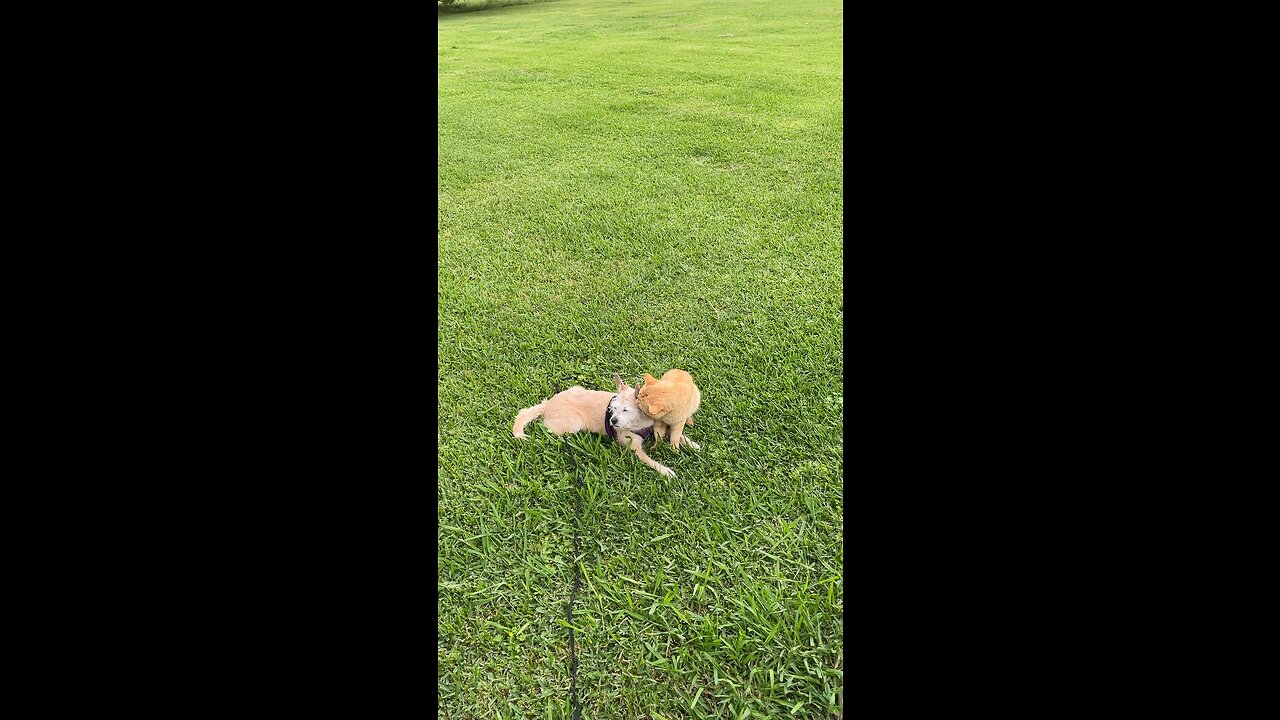 Cat Giving Dog A Tongue Bath