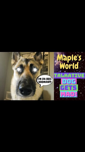 Dog Leash Drama Before Hiking With Dogs