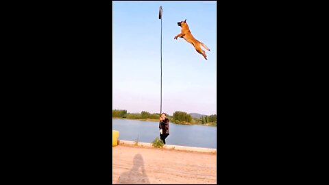 Man trainer train the dog-dog traning-dog long jump-dog high jump.