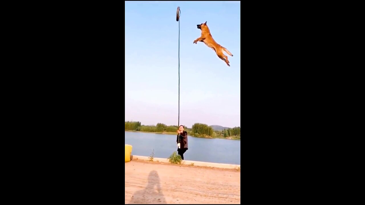 Man trainer train the dog-dog traning-dog long jump-dog high jump.