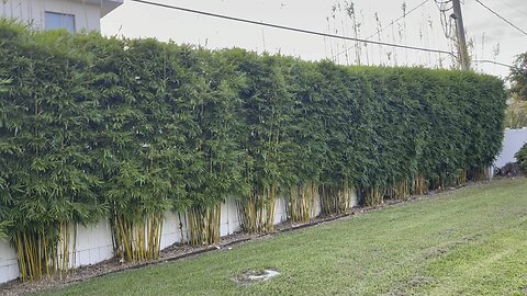 Create Beautiful Outdoor Spaces With Graceful Bamboo - Ocoee Bamboo Farm 407-777-4807