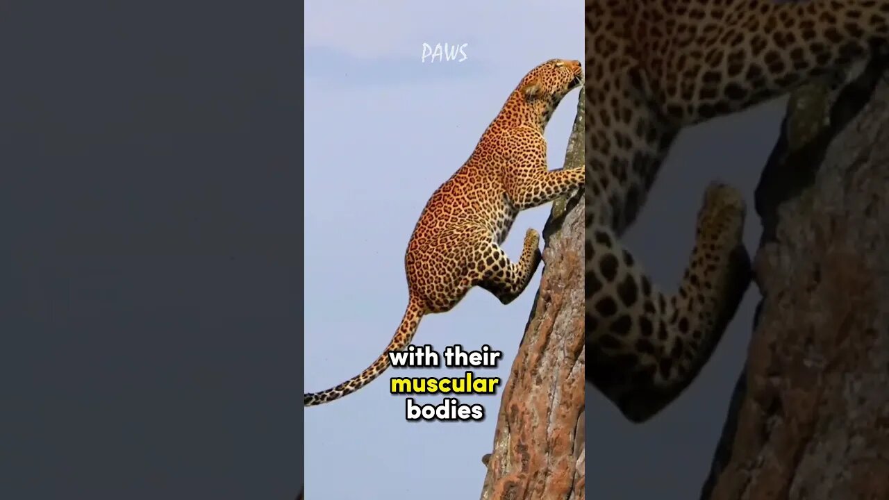 Cheetah vs Leopard | who would win in a Fight?