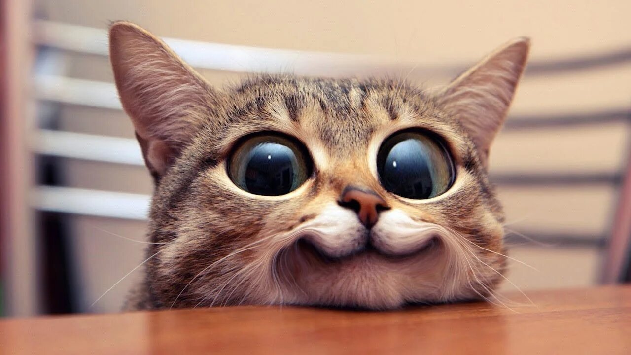 The funniest animals / Jokes with cats and dogs 2023 /