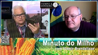 Colheita do Milho avança e cotações caem nos portos