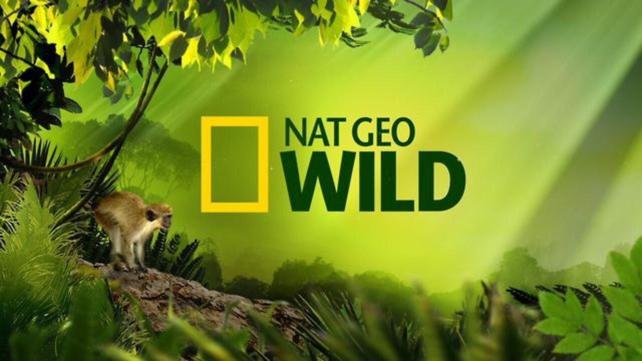 🔴 LIVE: Enter the Savage Kingdom: Ultimate Predators | Watch Now on Nat Geo WILD
