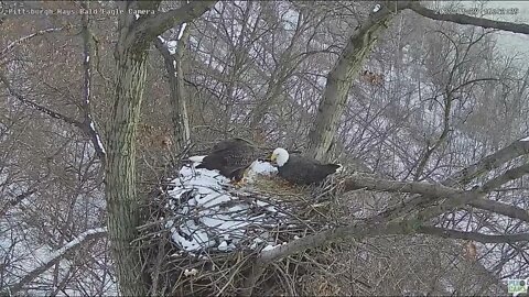 Hays Eagles Dad brings gift fish Mom eats the whole shad 2022 01 29 16:41