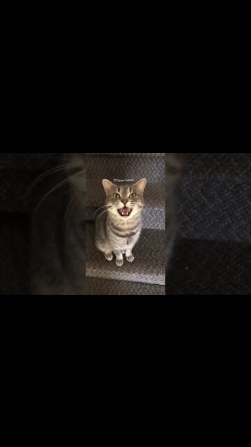 Cat meowing at me