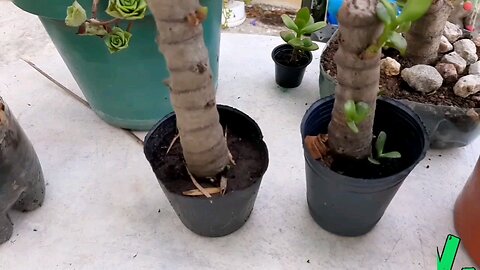 How to cut cuttings of Jade plant - Crassula Ovata propagation