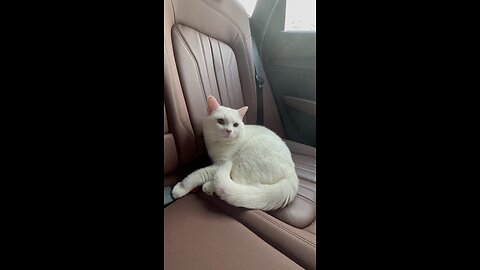 Mueza Playing On car