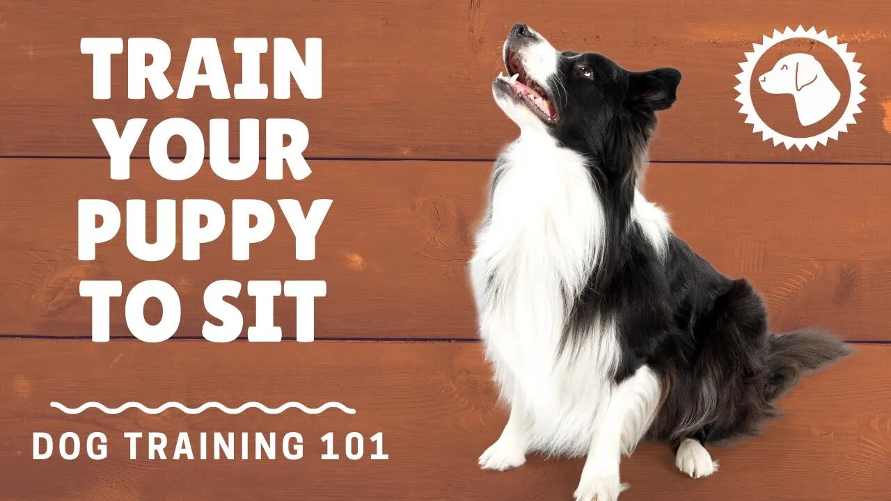 Basic Dog Training Commands: Sit | DOG TRAINING 🐶 #BrooklynsCorner