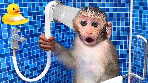 Monkey Baby Bon Bon Bathing In The Bathroom With Eating Watermelon With Ducklings Side Swimming Pool