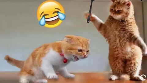 Best Funny Animal Videos of the year (2023), funniest animals ever. relax with cute animals video