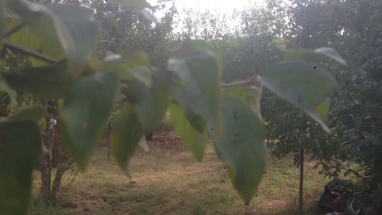Αλλαγή Καρποφόρων δένδρων σε κρανιές