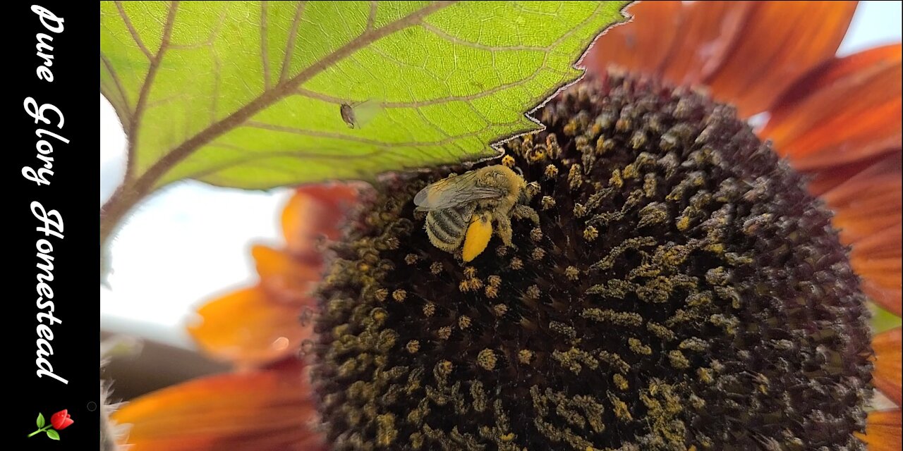 Busy Bee on Velvet Queen Sunflower In My Garden