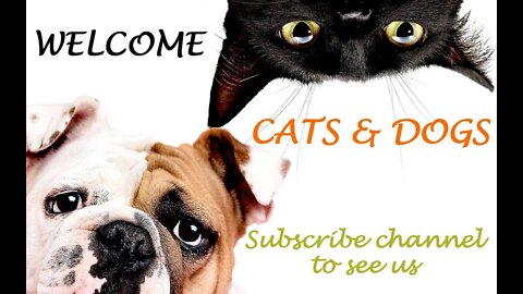 Cats and Dogs Funny Video Compilation-Cute Cats and Dogs Funny