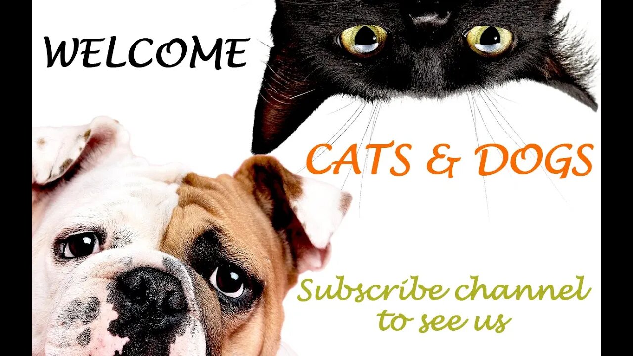 Cats and Dogs Funny Video Compilation-Cute Cats and Dogs Funny