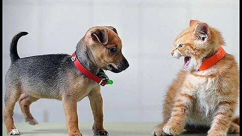 animals Cat fighting dog cat vs dog