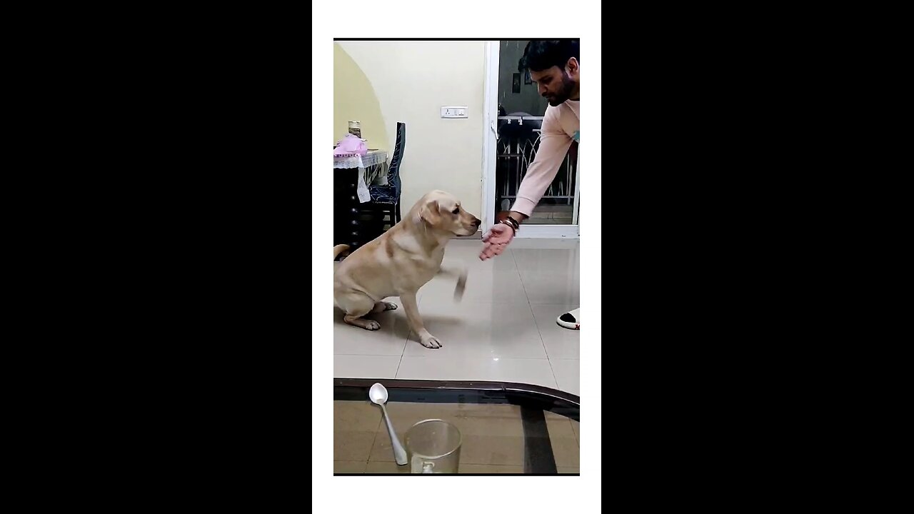 Watch my Labrador's paw-some tricks🔥🔥❤️