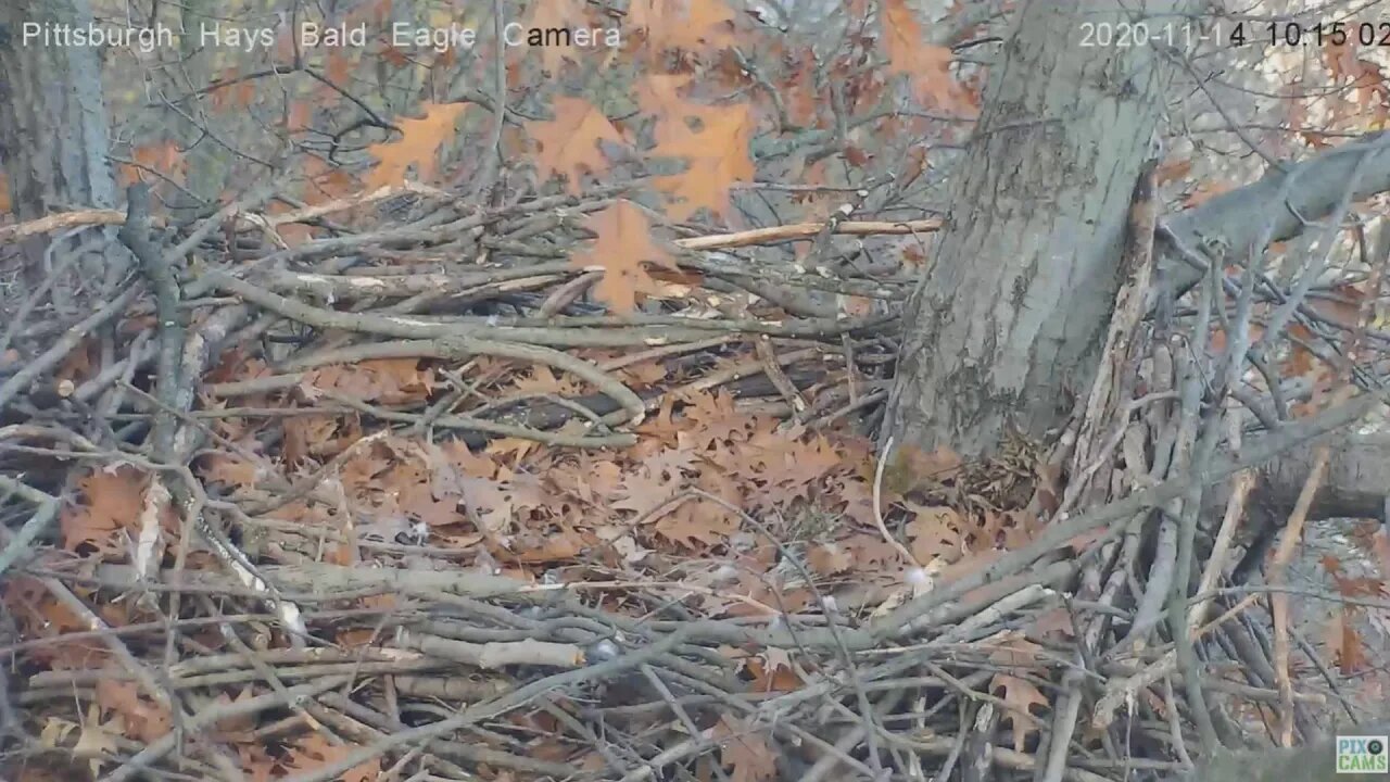 Hays Eagles Mom Squirrel dive 202011 14 1014AM