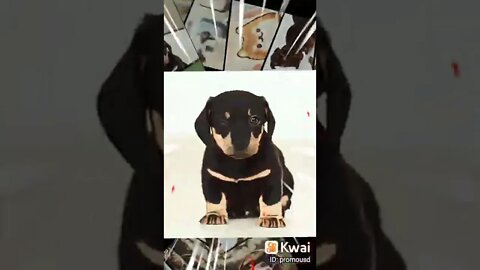 dog estrela 01