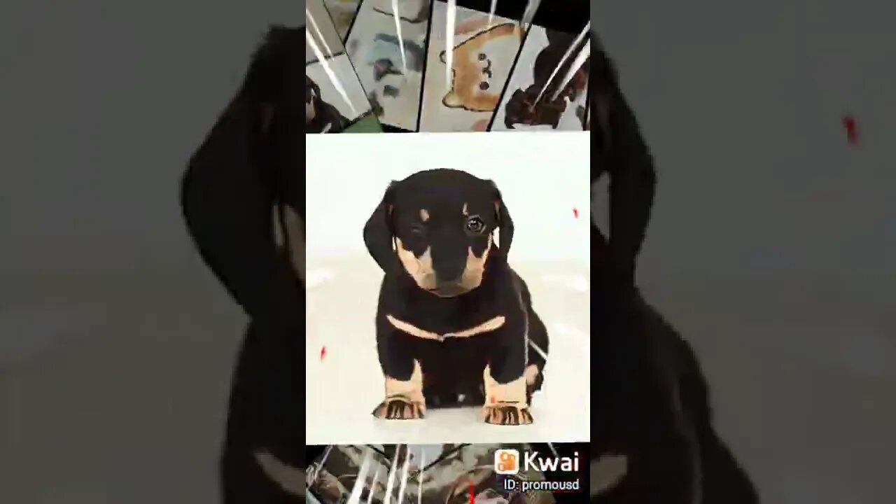dog estrela 01