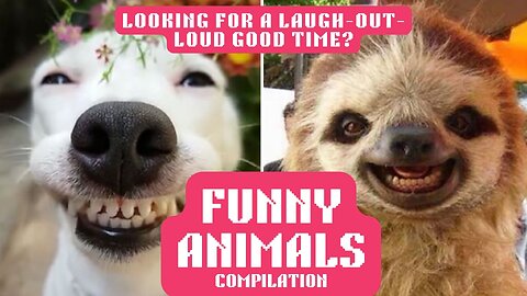 What's funnier than this comedy video? Absolutely nothing! | Funny Animals Compilation 2024 |